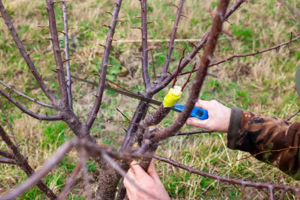 A gardener saws off the trunk of a fruit tree to graft the cuttings onto the scion.