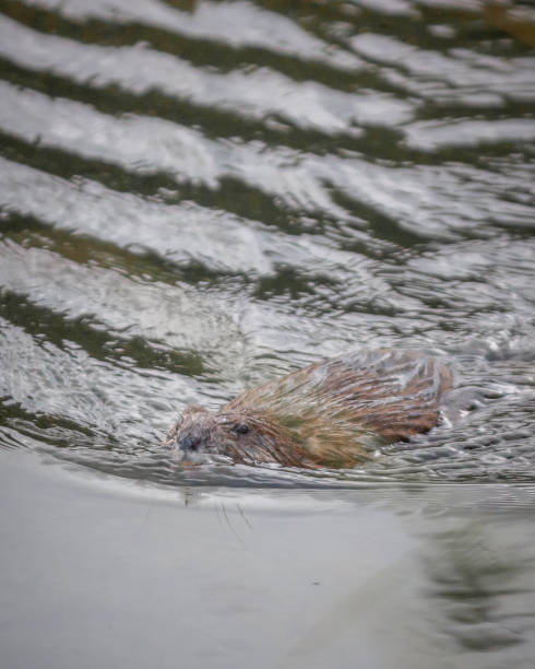istock Beaver at Schwabacher's Landing 1476342622