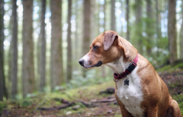 istock Happy dog sitting in front of defocused forest with tall trees. 1476342799