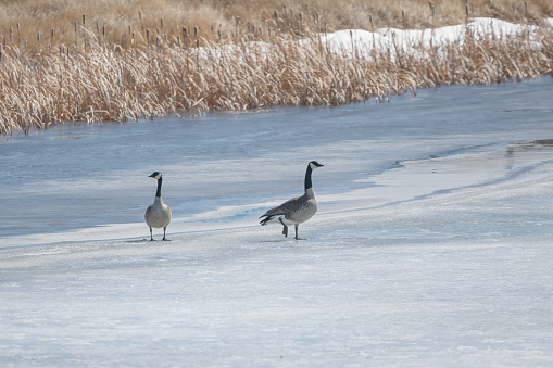 Two Canada Geese on ice of a ranch land Montana pond in northwestern USA of North America.