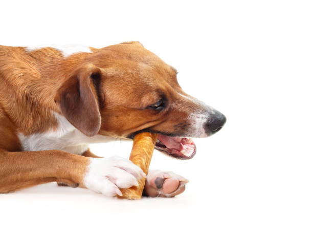istock Happy dog with chew stick in mouth and between paws. 1476347176