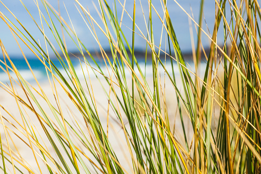 marram grass in the sand at an endless north sea beach in the background