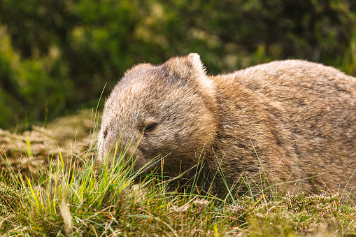 Wombat eating grass in the wild, Tasmania, Australia