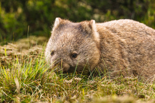 istock Wombat eating grass in the wild 1476348948