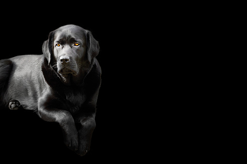 Portrait of a thoroughbred young dog. Black-colored Labrador retriever dog on a black background.