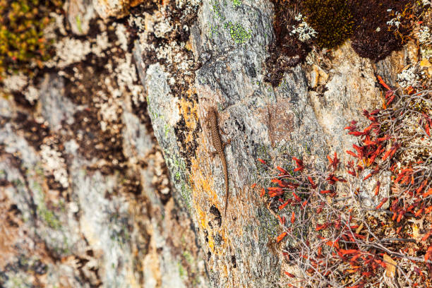 lagarto em uma rocha misturando-se com camuflagem - lizard landscape desert australia - fotografias e filmes do acervo