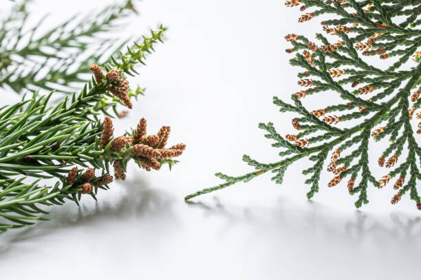 istock cedar pollen and cypress pollen. hay fever in spring. 1476353989
