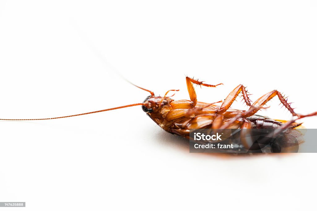 Undead Cockroach Dead Cockroach Stock Photo - Download Image Now - Cockroach, Brown ...