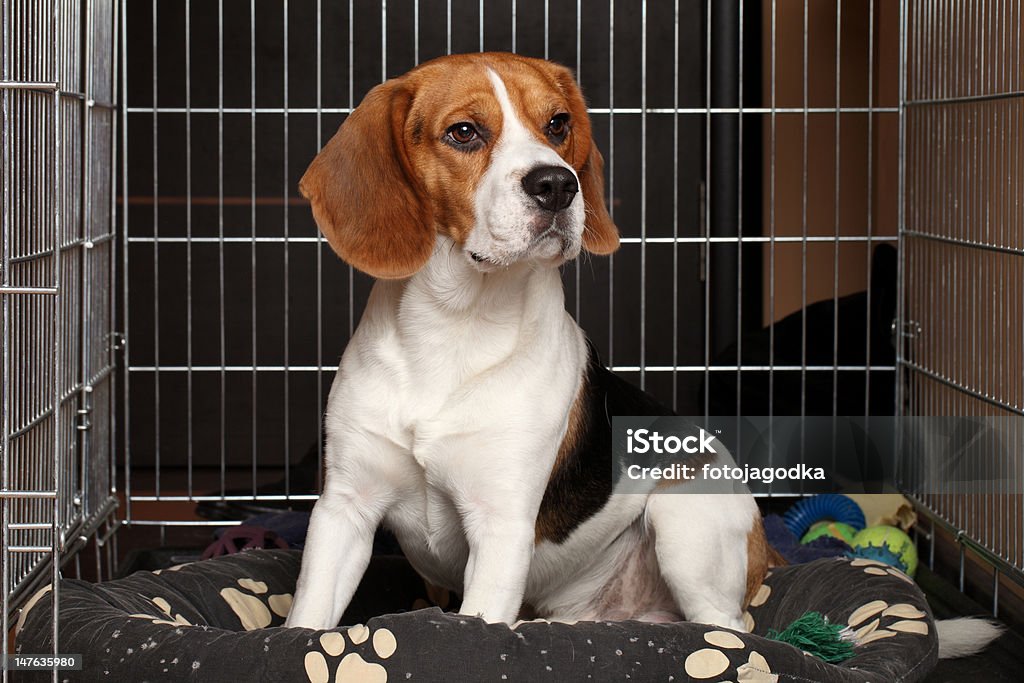 Dog in cage Sad Beagle Dog sits in cage Animal Stock Photo