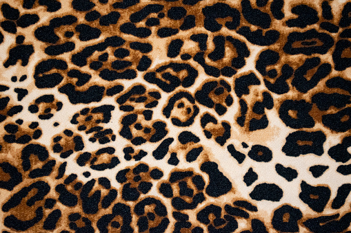 Full frame animal print skin texture