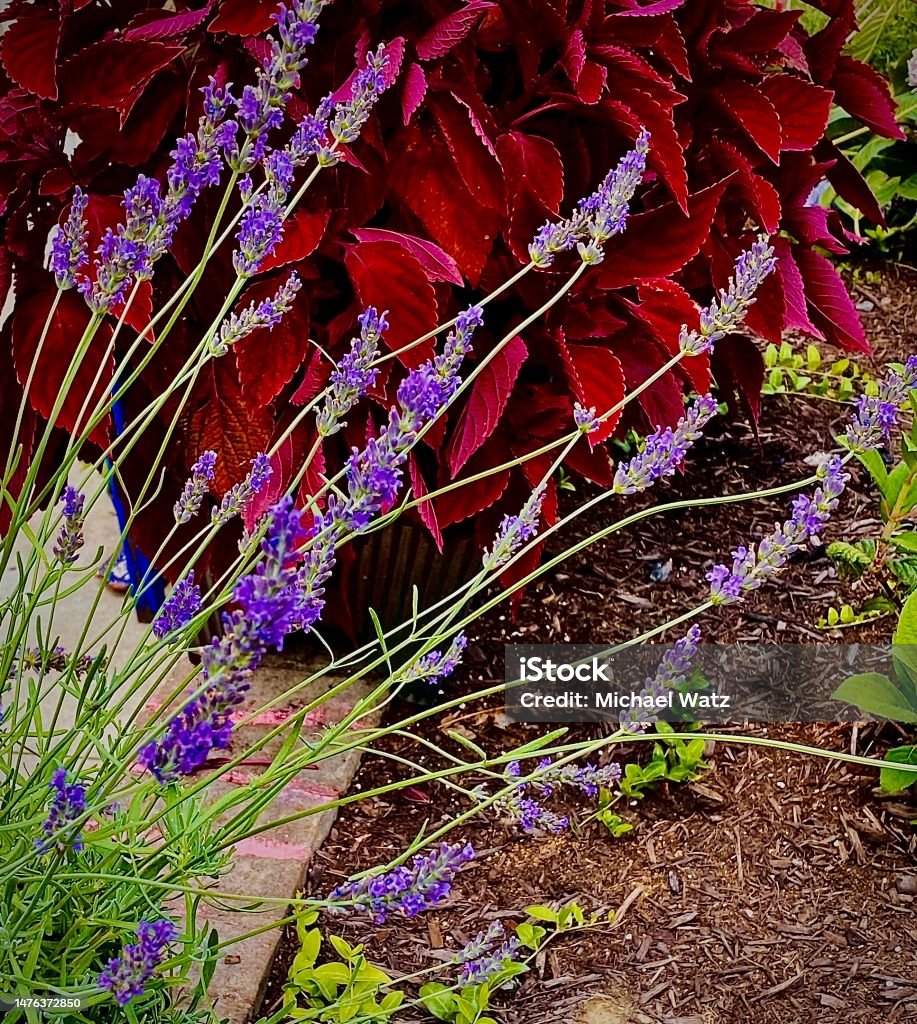 Heartland Grown Lavender and Red Coleus The heartland green flower garden featuring bright vivid colors Advertisement Stock Photo