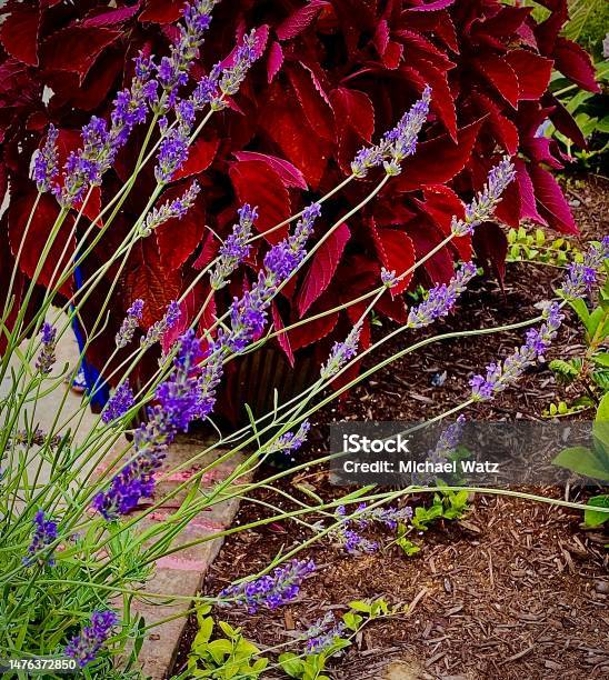 Heartland Grown Lavender And Red Coleus Stock Photo - Download Image Now - Advertisement, Backgrounds, Beauty In Nature