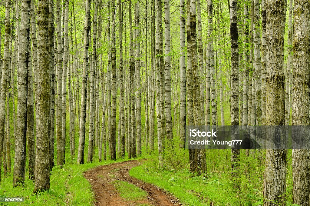 Forest - Photo de Arbre libre de droits