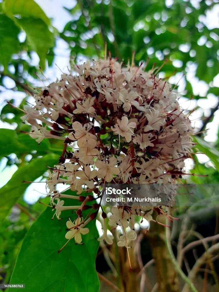 Bunga Clerodendrum glabrum - Bebas Royalti Alam Foto Stok