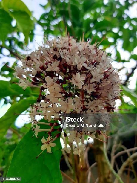 Bunga Clerodendrum Glabrum Foto Stok - Unduh Gambar Sekarang - Alam, Bertaman, Botani