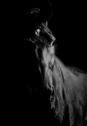 Close up portrait of a magnificent horse stands in the barn