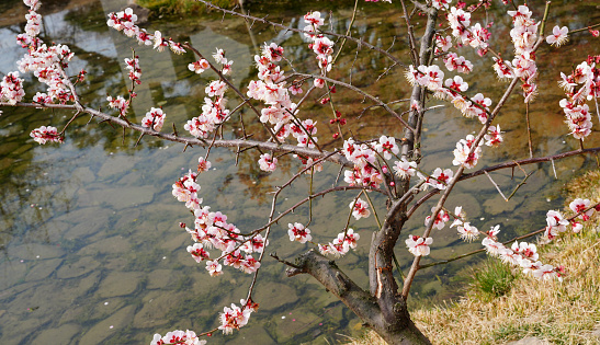 Red plum blossoms blooming in Tammae Village, Suncheon-si, Jeollanam-do (Korea-Suncheon-si, March 7, 2023)