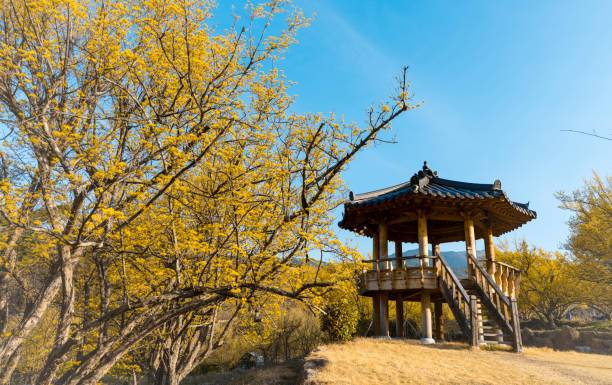Sansuyu Village in Gurye, where cornelian flowers bloom in yellow (South Korea-Jeollanam-do-Gurye-gun, March 22, 2023)