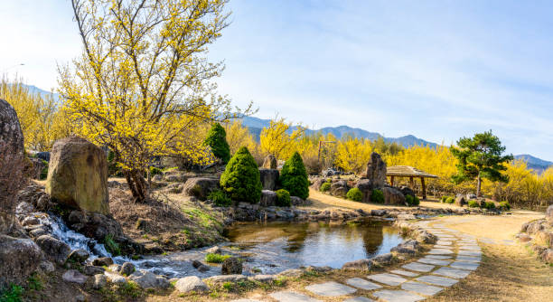 istock Park with yellow cornelian flowers 1476392919