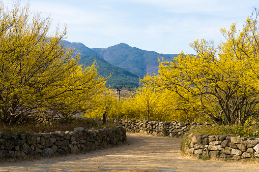 Sansuyu Village in Gurye, where cornelian flowers bloom in yellow (South Korea-Jeollanam-do-Gurye-gun, March 22, 2023)