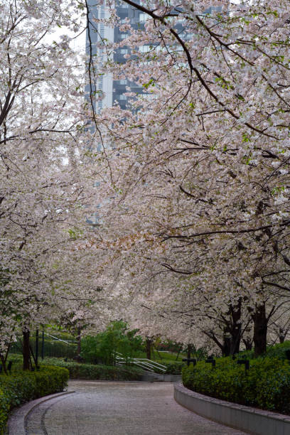 istock Sakura-Cherry Blossom in Tokyo JAPAN 2023 1476395774