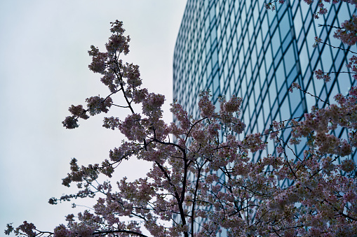 Sakura trees and flowers closed to Meguro rivers and office building complex in a rainy day