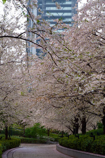 istock Sakura-Cherry Blossom in Tokyo JAPAN 2023 1476395776