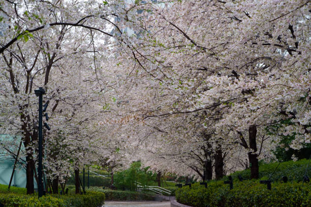 istock Sakura-Cherry Blossom in Tokyo JAPAN 2023 1476396302
