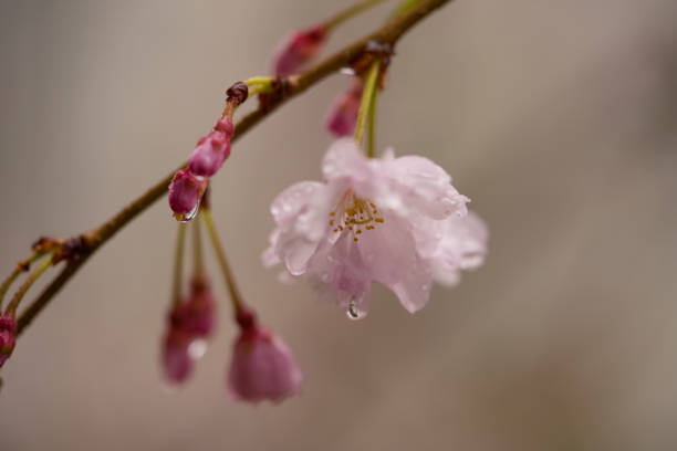 Sakura trees and flowers closed to Meguro rivers and office building complex in a rainy day