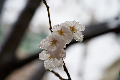Sakura trees and flowers closed to Meguro rivers and office building complex in a rainy day