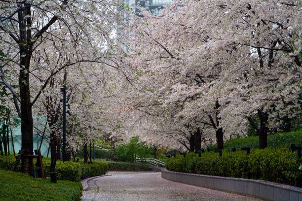 istock Sakura-Cherry Blossom in Tokyo JAPAN 2023 1476397015