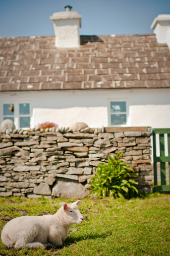 An Irish lamb out front of an old Irish cottage on a beautiful blue sky day. The Lamb is resting in the sun in a green grass filed with a stone wall an wooden green gate in the background. The old cottage has a slate roof.