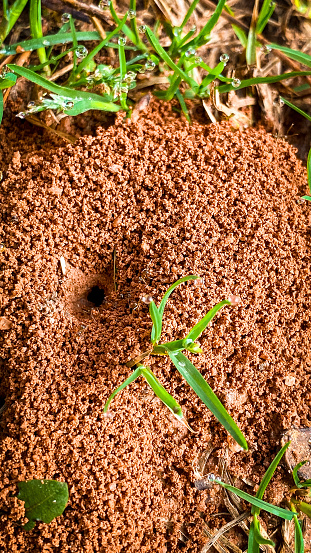 Close up picture of ants on an anthill in the red clay of Georgia.