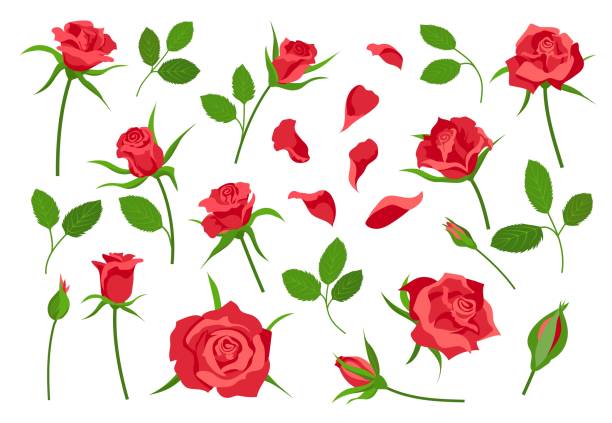Cartoon rose flower elements, leaves, stem, petals and buds. Red blooming roses for bouquet decoration. Romantic floral symbol vector set Cartoon rose flower elements, leaves, stem, petals and buds. Red blooming roses for bouquet decoration. Romantic floral symbol vector set. Illustration of flower cartoon isolated rose cartoon stock illustrations