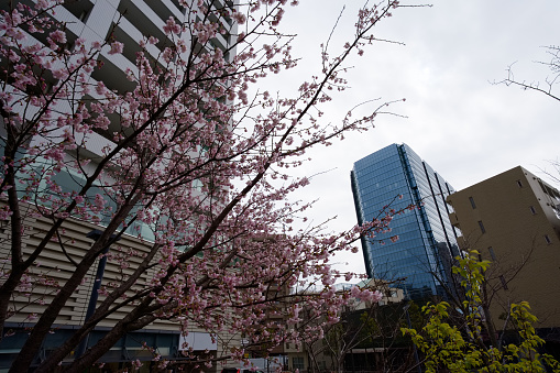 Kawazu-Sakura is a kind of Sakura (Cherry blossom) which blooms a litter earlier than other kinds. This is an opening of Sakura season in Japan.