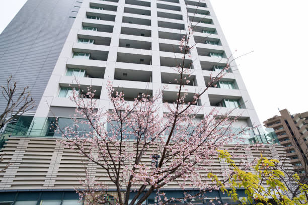 istock Kawazu-Sakura in Tokyo JAPAN 1476407871