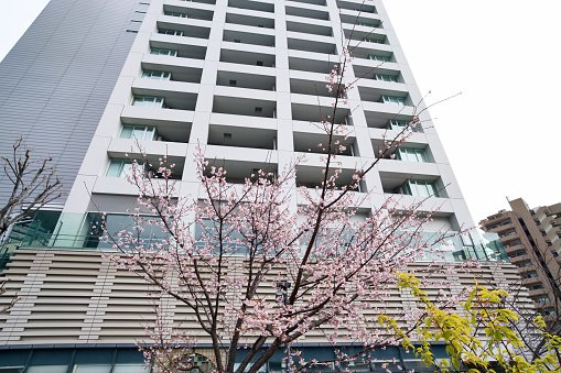 Kawazu-Sakura is a kind of Sakura (Cherry blossom) which blooms a litter earlier than other kinds. This is an opening of Sakura season in Japan.