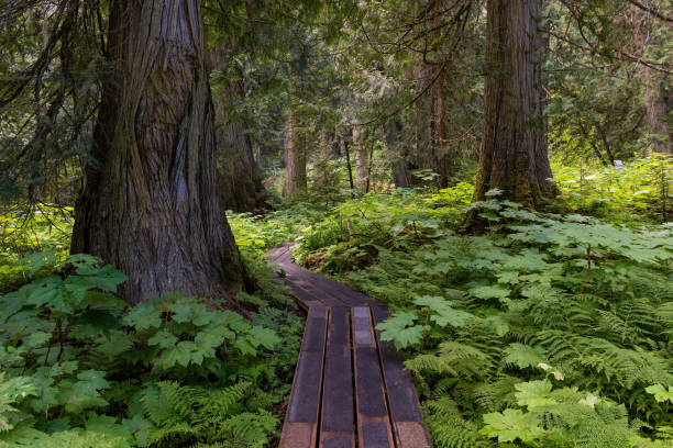 Ancient Forest, British Columbia, Canada Western red cedars (Thuja plicatain) and walking path in Chun T’oh Whudujut Ancient Forest provincial park of the Lheidli T’enneh first nation natives near Prince George, British Columbia, Canada. smithers british columbia stock pictures, royalty-free photos & images