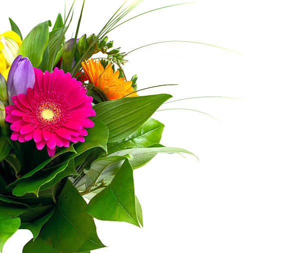 красочные цветы букет изолированные на белом фоне. - bouquet tulip greeting card gerbera daisy стоковые фото и изображения