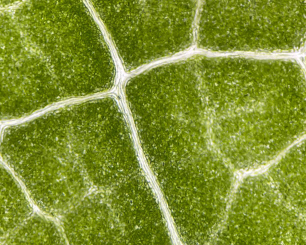 Stoma green plants cell.