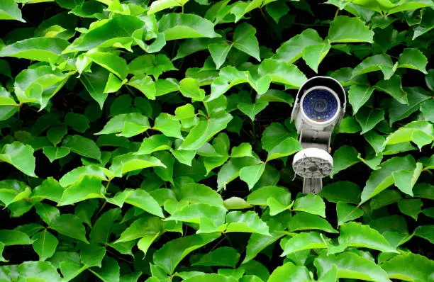 Photo of old white CCTV camera or surveillance on the wall with green leaf climbing plant background for monitoring in house area or public place, copy space