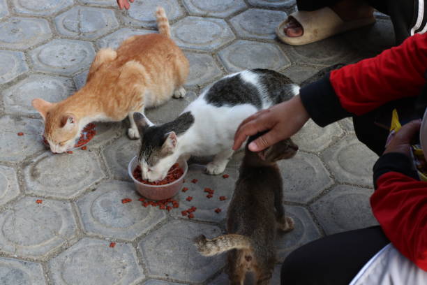 istock food canisters for cats 1476430610