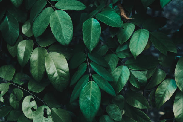 istock Green tree leaf botanic garden foliage nature 1476433711