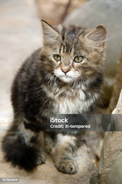 Kitten Stock Photo - Download Image Now - Animal, Depression - Sadness, Domestic Cat