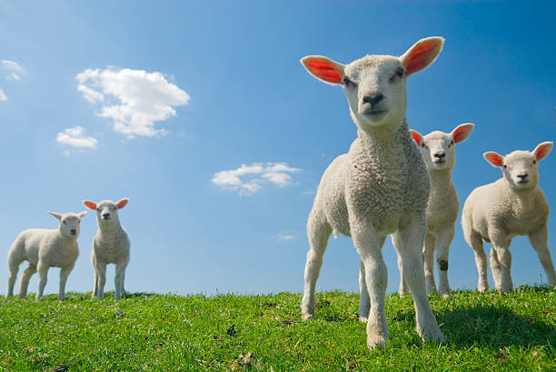 Lambs looking curious on green grass with blue sky stock photo