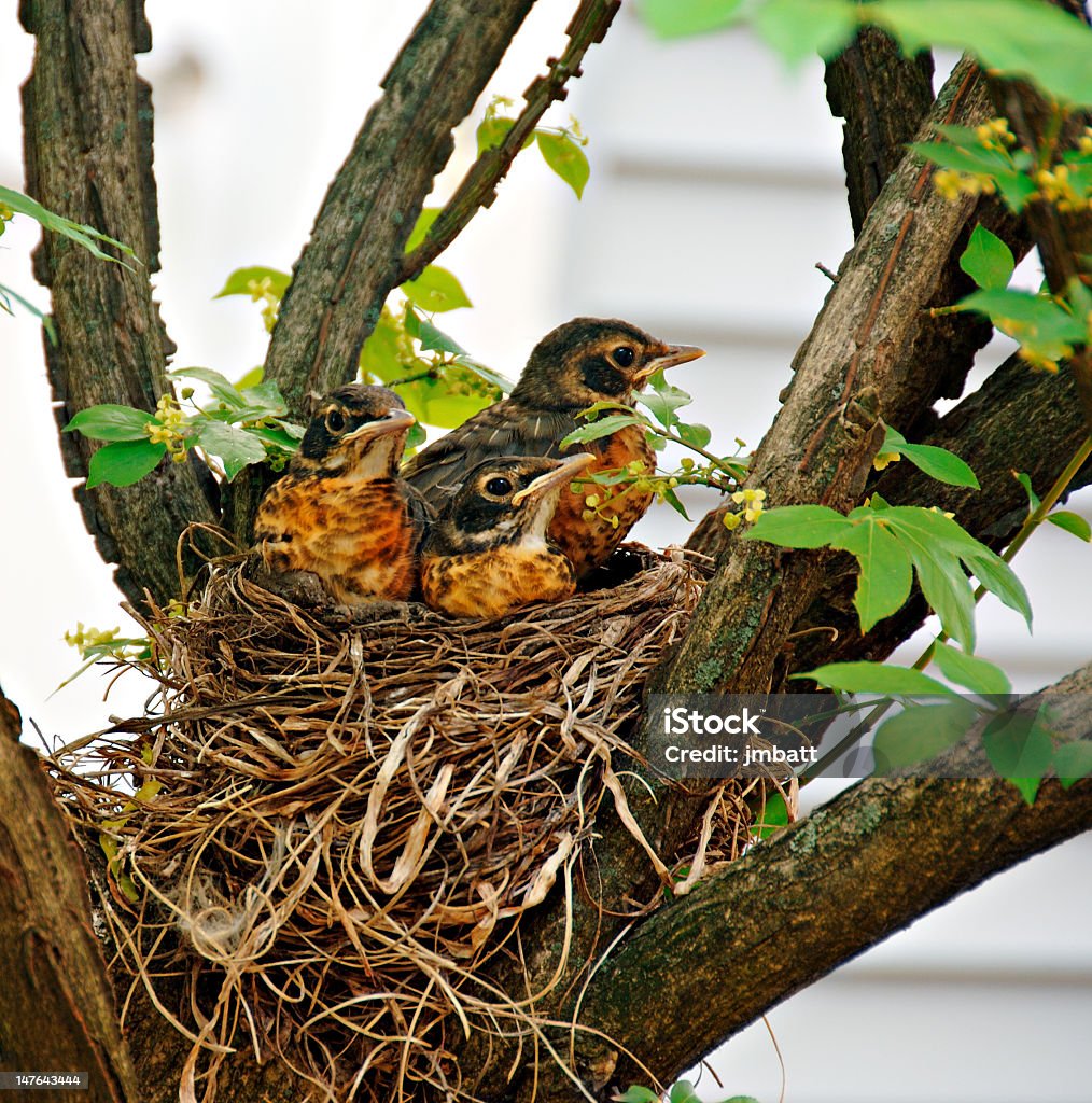 Baby Robins w gniazdo - Zbiór zdjęć royalty-free (Bez ludzi)