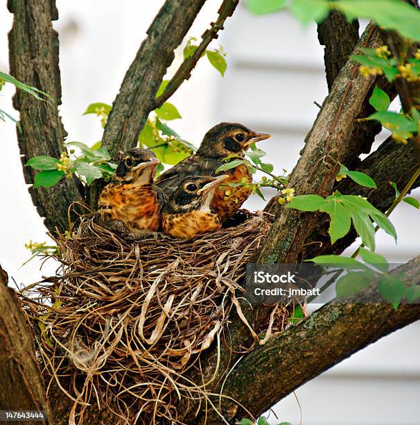 Baby Robins W Gniazdo - zdjęcia stockowe i więcej obrazów Bez ludzi - Bez ludzi, Czekać, Drzewo