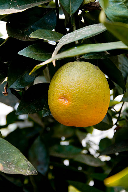 Ecological orange stock photo