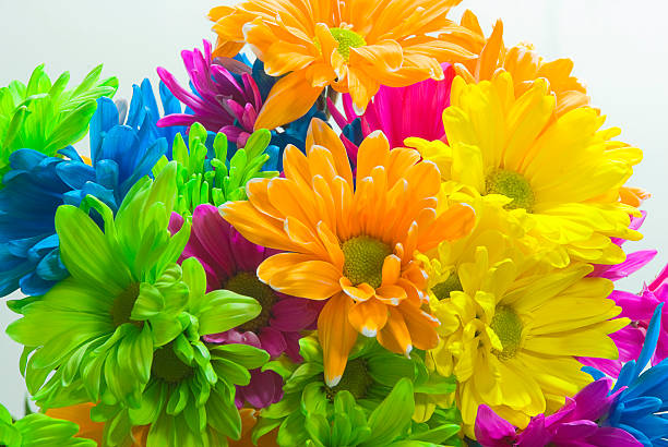 Colorful Daisies stock photo