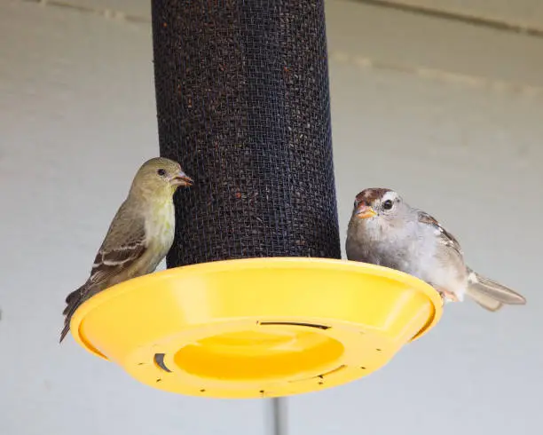 An image of a lesser goldfinch and a white-crowned sparrow on a thistle seed feeder.